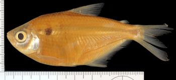 Media type: image;   Ichthyology 30942 Aspect: lateral